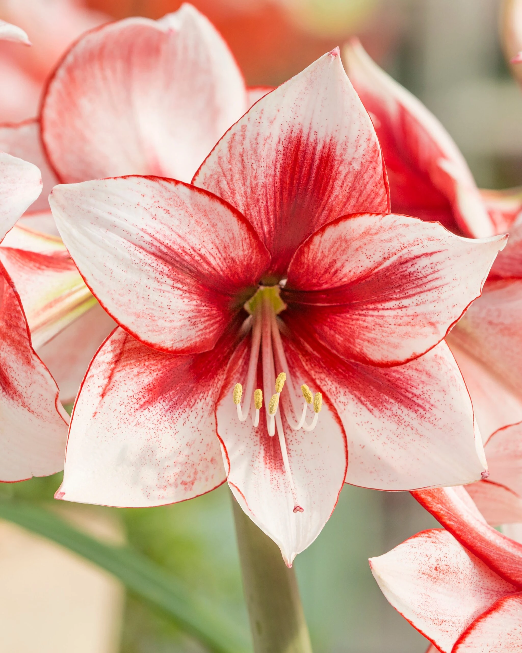 Amaryllis 'Temptation' 3 Amaryllis 'Temptation'