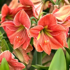 Amaryllis 'Terra Cotta Star'