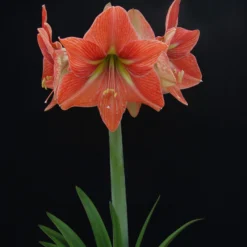 Amaryllis 'Terra Cotta Star' -UK Garden Plants Sales 2024 amaryllis terra cotta star 2 scaled
