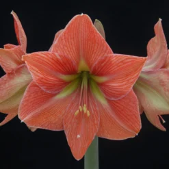 Amaryllis 'Terra Cotta Star' -UK Garden Plants Sales 2024 amaryllis terra cotta star 4 scaled