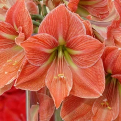 Amaryllis 'Terra Cotta Star' -UK Garden Plants Sales 2024 amaryllis terra cotta star 5
