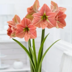 Amaryllis 'Terra Cotta Star' -UK Garden Plants Sales 2024 amaryllis terra cotta star 6
