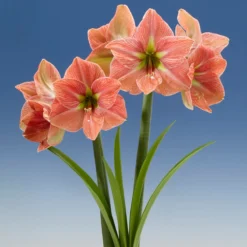 Amaryllis 'Terra Cotta Star' -UK Garden Plants Sales 2024 amaryllis terra cotta star 7