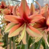 Amaryllis 'Wild Amazone' 1 Amaryllis 'Wild Amazone' -UK Garden Plants Sales 2024 amaryllis wild amazone 00 scaled
