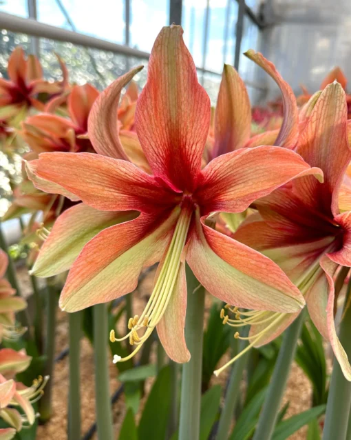 Amaryllis 'Wild Amazone' -UK Garden Plants Sales 2024 amaryllis wild amazone 00 scaled