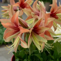 Amaryllis 'Wild Amazone' -UK Garden Plants Sales 2024 amaryllis wild amazone 1 scaled