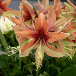 Amaryllis 'Wild Amazone' -UK Garden Plants Sales 2024 amaryllis wild amazone 2 scaled
