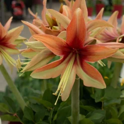 Amaryllis 'Wild Amazone' -UK Garden Plants Sales 2024 amaryllis wild amazone 3 scaled