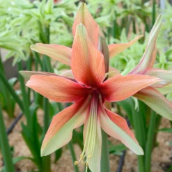 Amaryllis 'Wild Amazone' -UK Garden Plants Sales 2024 amaryllis wild amazone 4 scaled