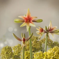 Amaryllis 'Wild Amazone' -UK Garden Plants Sales 2024 amaryllis wild amazone 5 scaled