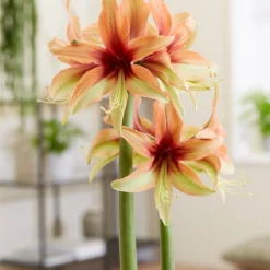 Amaryllis 'Wild Amazone' -UK Garden Plants Sales 2024 amaryllis wild amazone 6