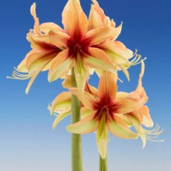 Amaryllis 'Wild Amazone' -UK Garden Plants Sales 2024 amaryllis wild amazone 7