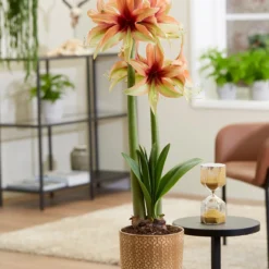 Amaryllis 'Wild Amazone' -UK Garden Plants Sales 2024 amaryllis wild amazone 8