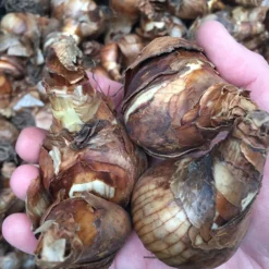 Narcissus 'Bridal Crown' -UK Garden Plants Sales 2024 bridalcrown ex2