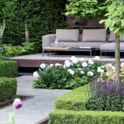 Paeonia 'Shirley Temple' -UK Garden Plants Sales 2024 chelsea flower show look