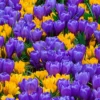 Crocus Collection 'Del Piero' -UK Garden Plants Sales 2024 collection crocus geel blue 1