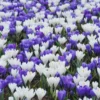 Crocus Collection 'Match Of The Day' -UK Garden Plants Sales 2024 collection crocus white blue 1
