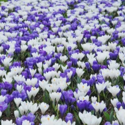 Crocus Collection 'Match Of The Day' 11 Crocus Collection 'Match Of The Day' -UK Garden Plants Sales 2024 collection crocus white blue 2