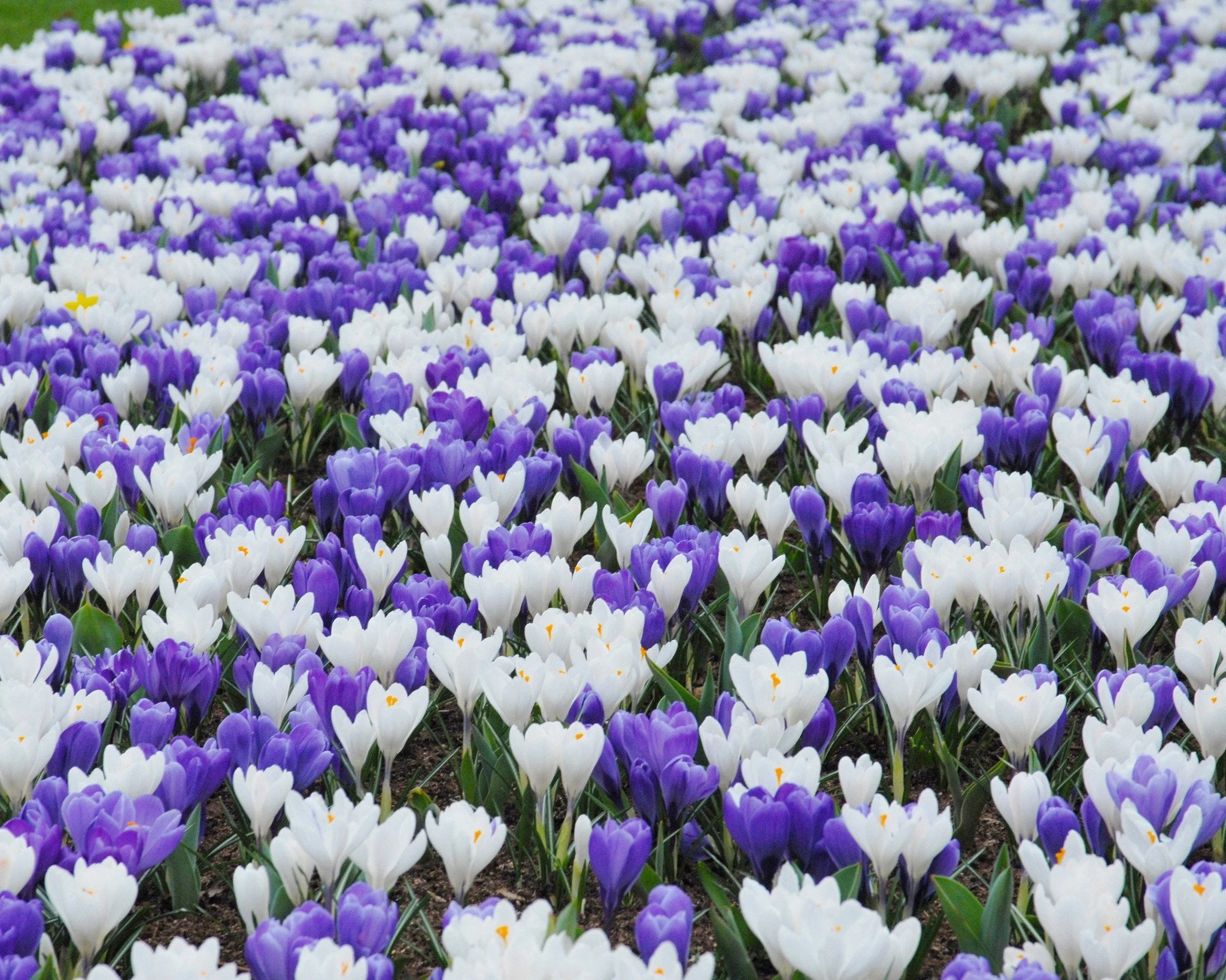 Crocus Collection 'Match Of The Day' 6 Crocus Collection 'Match Of The Day' - Image 4
