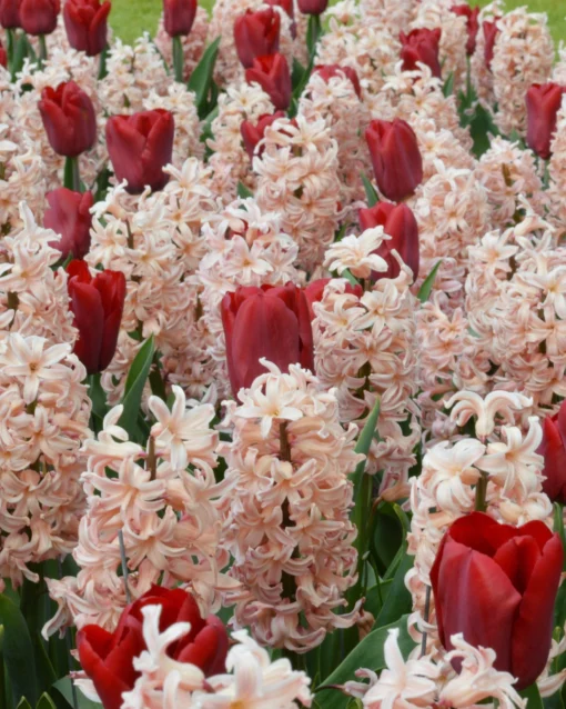 Collection 'Cupids' -UK Garden Plants Sales 2024 collection cupids 1