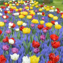 Collection 'Floating Doubles' -UK Garden Plants Sales 2024 collection floating doubles 1