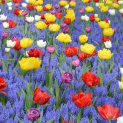 Collection 'Floating Doubles'