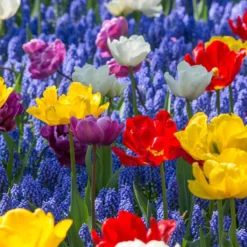 Collection 'Floating Doubles' -UK Garden Plants Sales 2024 collection floating doubles 3