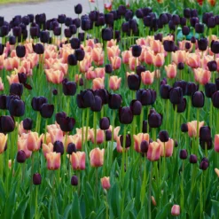 Tulip Collection 'Night & Day' 15 Tulip Collection 'Night & Day' -UK Garden Plants Sales 2024 collection foxx queen night 2