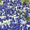 Collection 'Sir Bobby' -UK Garden Plants Sales 2024 collection muscari white splendour 1