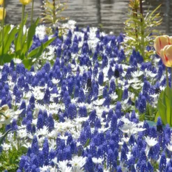 Collection 'Sir Bobby' -UK Garden Plants Sales 2024 collection muscari white splendour 2