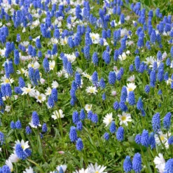 Collection 'Sir Bobby' -UK Garden Plants Sales 2024 collection muscari white splendour 3