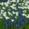 Collection 'Iced Splendour' -UK Garden Plants Sales 2024 collection thalia muscari 1