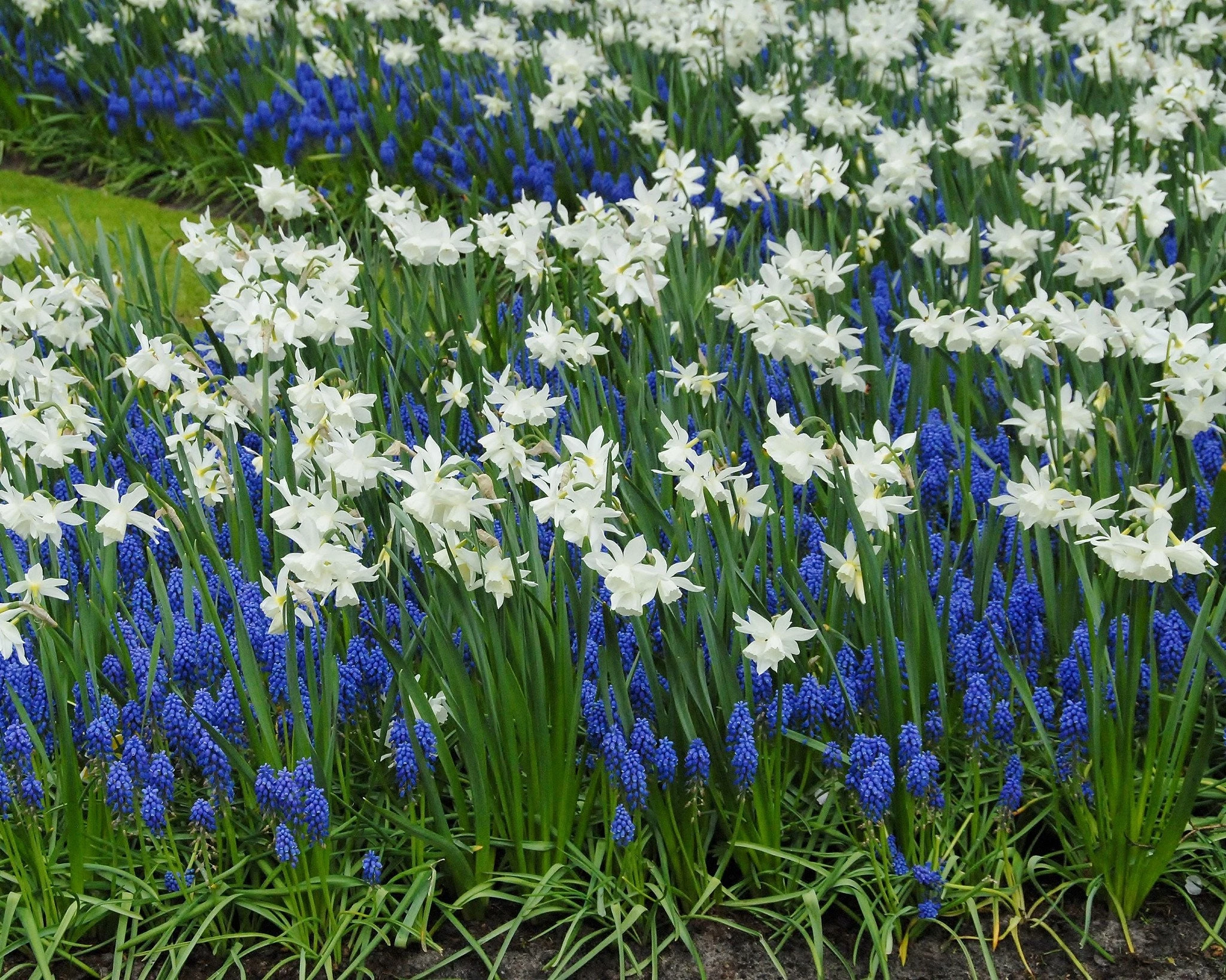 Collection 'Iced Splendour' 4 Collection 'Iced Splendour' - Image 2