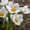 Crocus 'Ard Schenk' -UK Garden Plants Sales 2024 crocus ard schenk 0