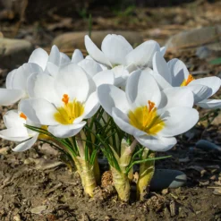 Crocus 'Ard Schenk' -UK Garden Plants Sales 2024 crocus ard schenk 02