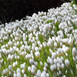Crocus 'Ard Schenk' -UK Garden Plants Sales 2024 crocus ard schenk 3