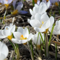 Crocus 'Ard Schenk' -UK Garden Plants Sales 2024 crocus ard schenk 4