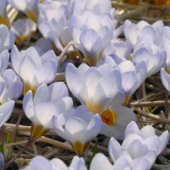 Crocus 'Blue Pearl' -UK Garden Plants Sales 2024 crocus blue pearl 4