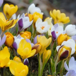 Crocus 'Botanical Mixed' -UK Garden Plants Sales 2024 crocus botanical mixed 4