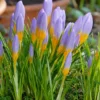 Crocus Sieberi 'Firefly' -UK Garden Plants Sales 2024 crocus firefly 1
