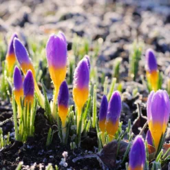 Crocus Sieberi 'Firefly' -UK Garden Plants Sales 2024 crocus firefly 1 6b3981c2 4029 4c88 947d c443f69d0d3b scaled