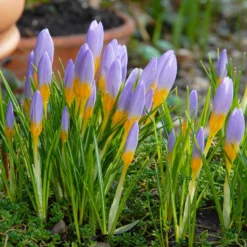 Crocus Sieberi 'Firefly' -UK Garden Plants Sales 2024 crocus firefly 2