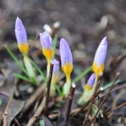 Crocus Sieberi 'Firefly' -UK Garden Plants Sales 2024 crocus firefly 2 5e128de0 252b 4154 a85b b7afb0774808 scaled