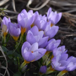 Crocus Sieberi 'Firefly' -UK Garden Plants Sales 2024 crocus firefly 3 5c4048fa 5ca2 4436 aff1 04e19145c32d scaled