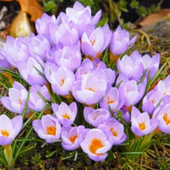 Crocus Sieberi 'Firefly' -UK Garden Plants Sales 2024 crocus firefly 4