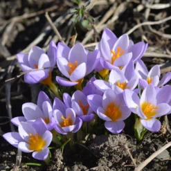 Crocus Sieberi 'Firefly' -UK Garden Plants Sales 2024 crocus firefly 4 796587b6 1836 48da 9937 5625336df351 scaled