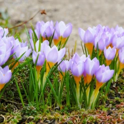Crocus Sieberi 'Firefly' -UK Garden Plants Sales 2024 crocus firefly 5