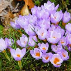 Crocus Sieberi 'Firefly' -UK Garden Plants Sales 2024 crocus firefly 6