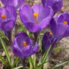 Crocus 'Flower Record' -UK Garden Plants Sales 2024 crocus flower record 0
