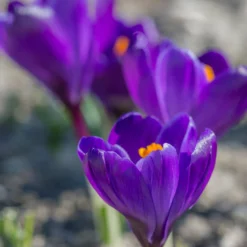 Crocus 'Flower Record' 14 Crocus 'Flower Record' -UK Garden Plants Sales 2024 crocus flower record 1